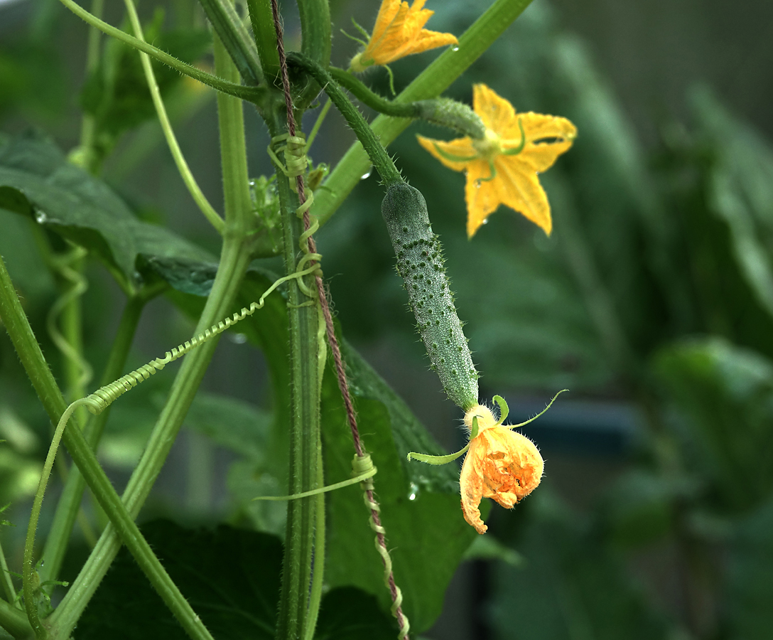 Изображение особи Cucumis sativus.