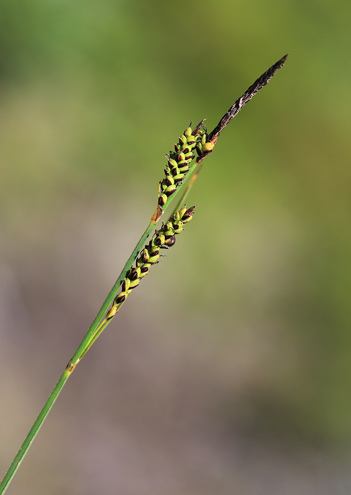 Изображение особи Carex rigidioides.