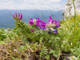 Oxytropis lazica. Цветущее растение. Краснодарский край, Апшеронский р-н, гора Черногор, платообразная вершина, ≈ 1750 м н.у.м., карст. 27.06.2020.