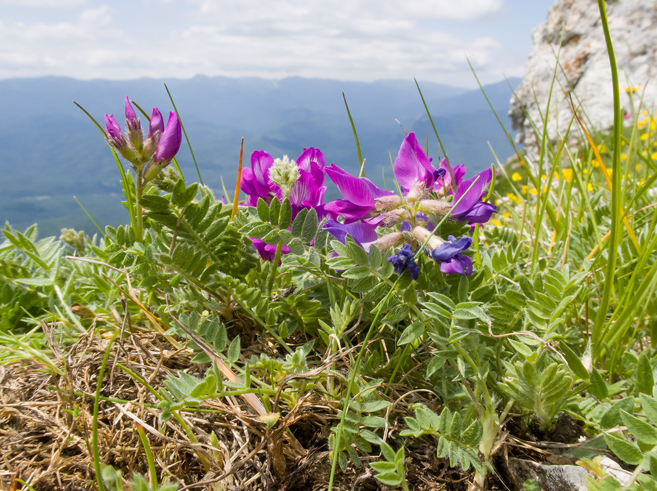 Изображение особи Oxytropis lazica.