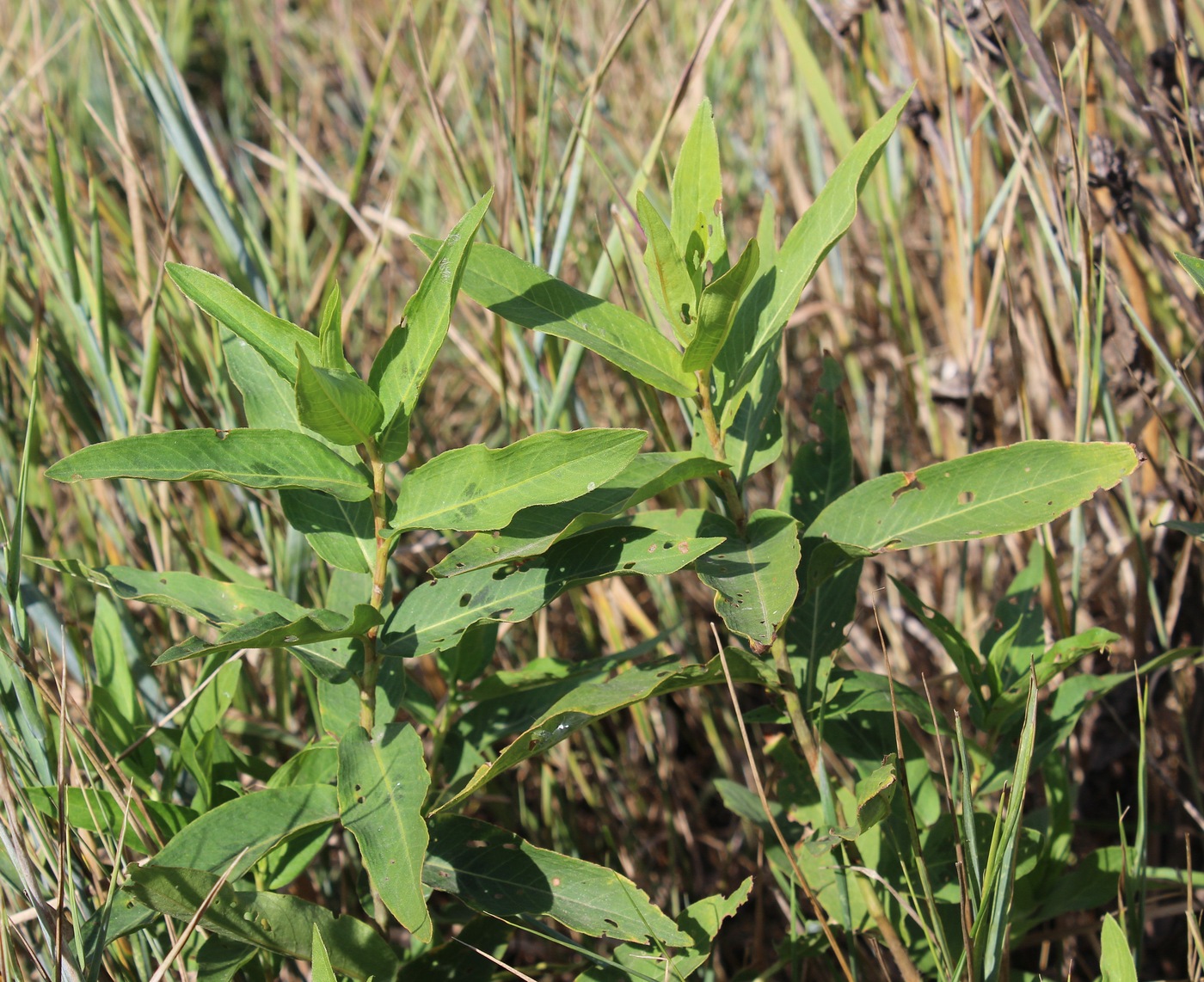 Изображение особи Persicaria amphibia.