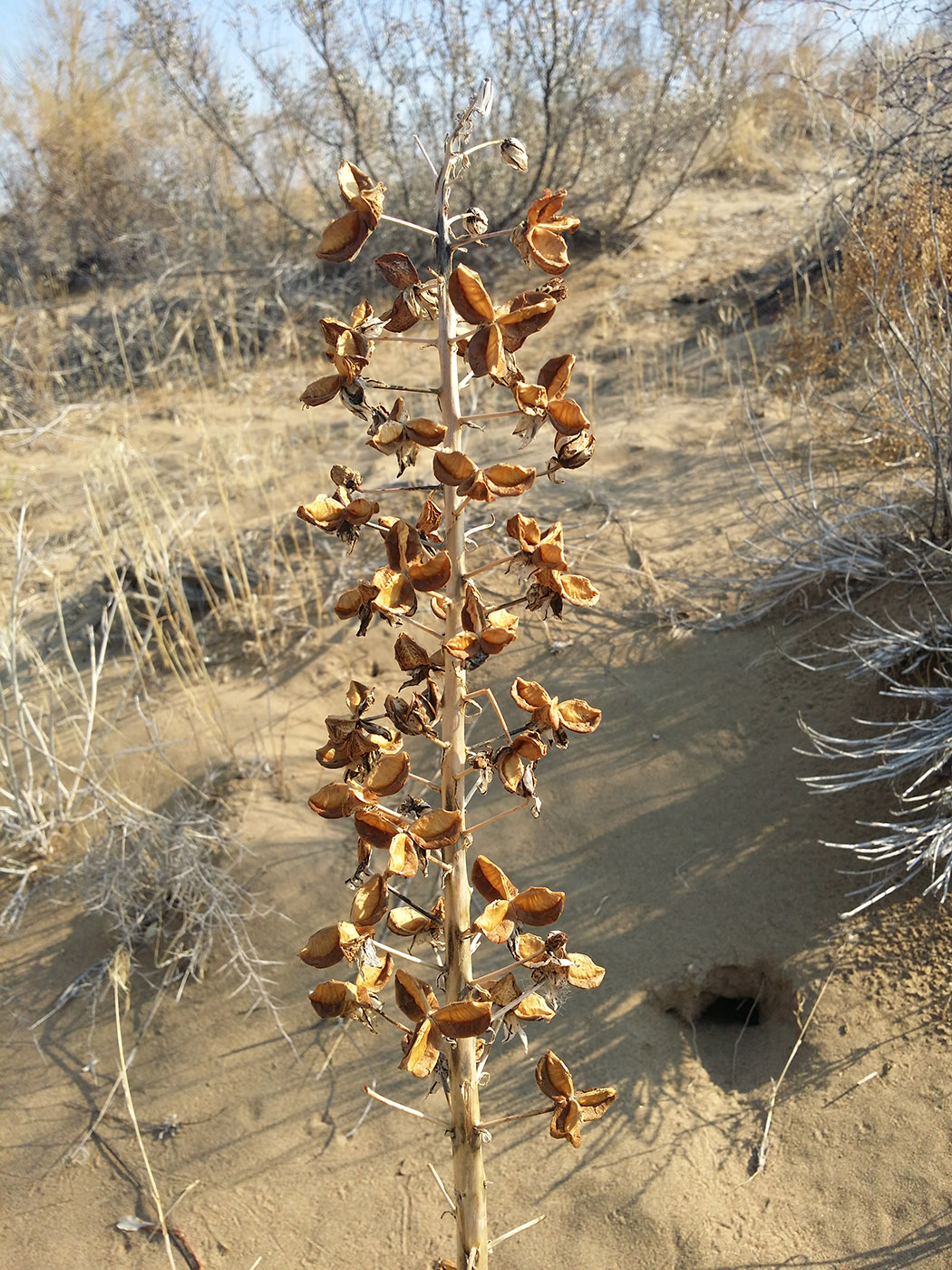 Изображение особи Eremurus anisopterus.