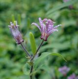 Tricyrtis hirta