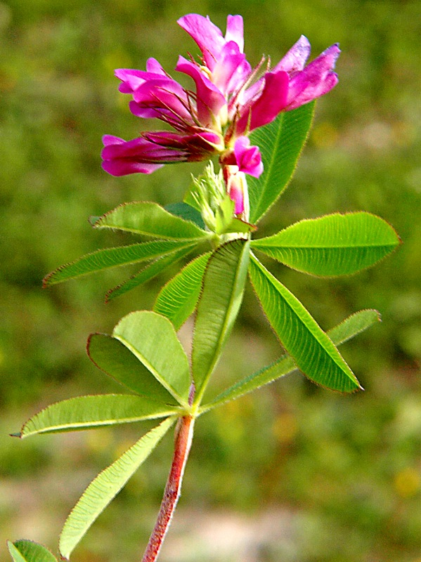 Image of Trifolium pacificum specimen.