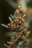 Artemisia taurica
