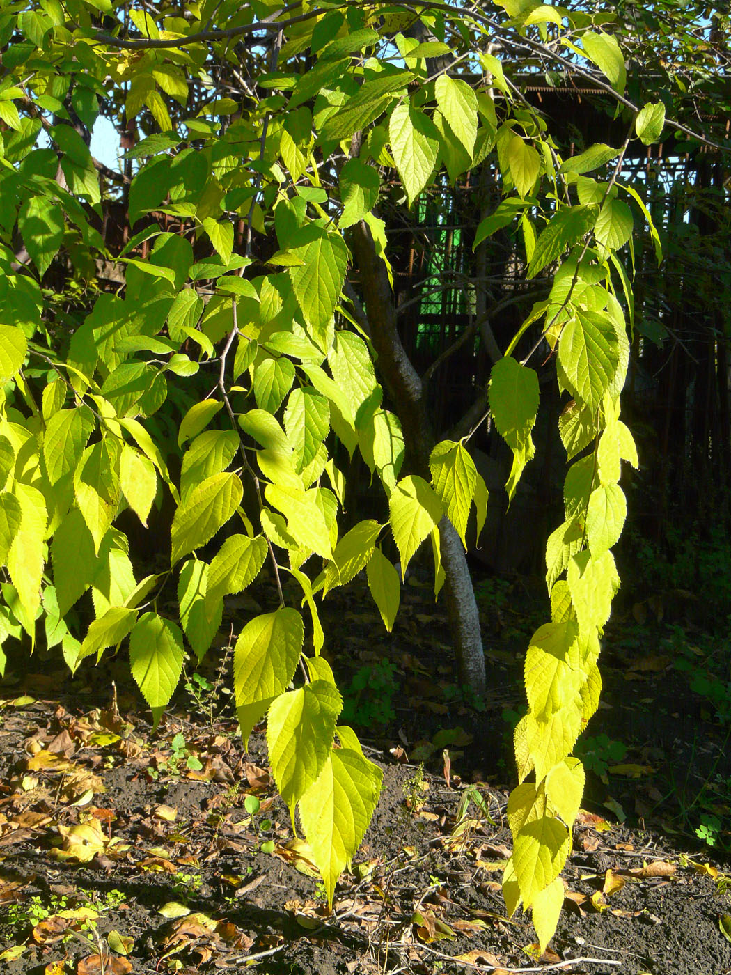 Image of genus Celtis specimen.