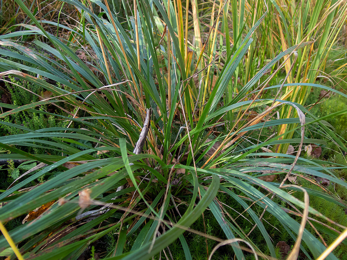 Изображение особи Molinia caerulea.