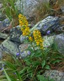 Solidago virgaurea. Цветущие растения. Челябинская обл., Златоустовский гор. округ, хребет Уреньга, ≈ 1000 м н.у.м., каменистый склон. 25.07.2020.