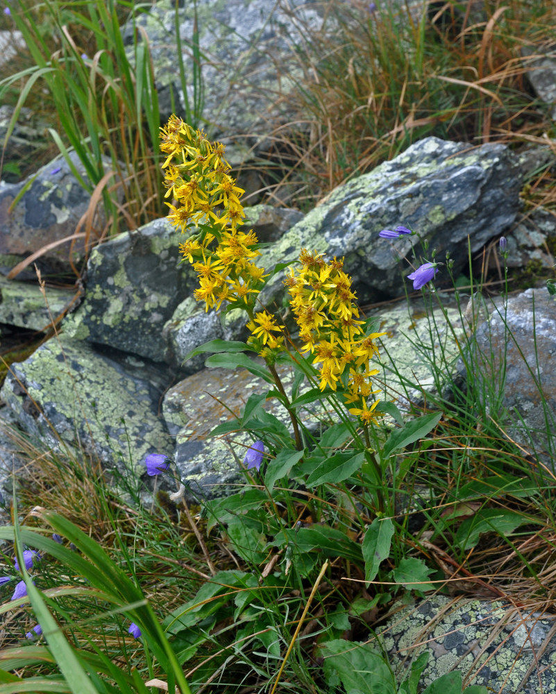 Изображение особи Solidago virgaurea.