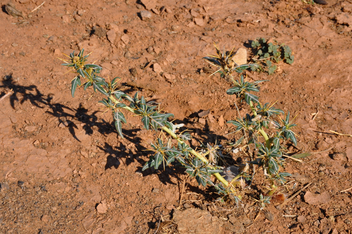 Image of Xanthium spinosum specimen.