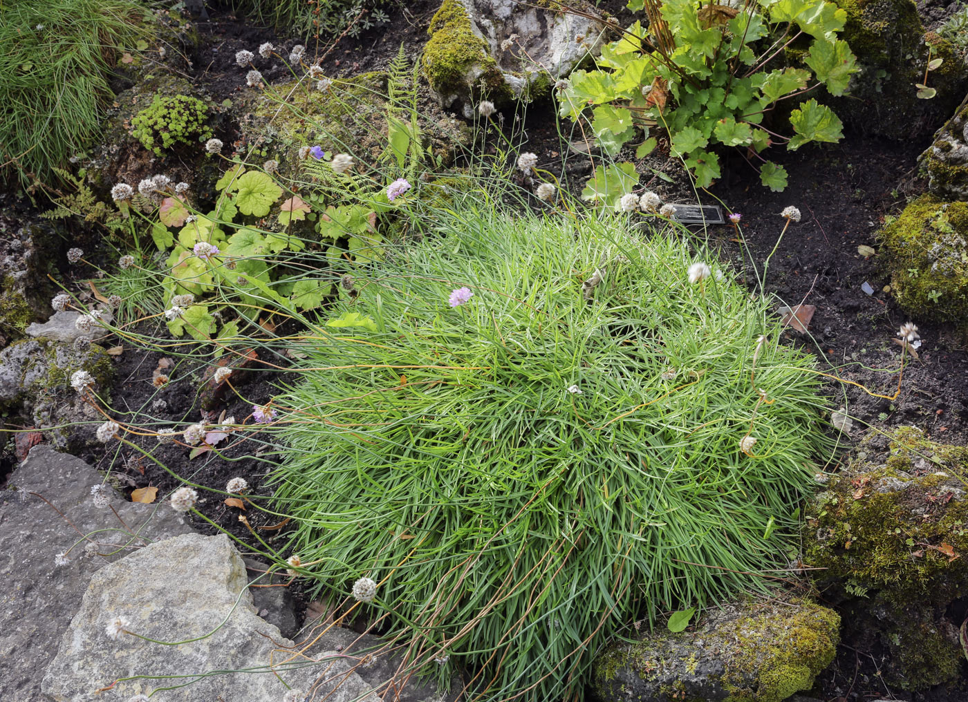 Изображение особи Armeria vulgaris.