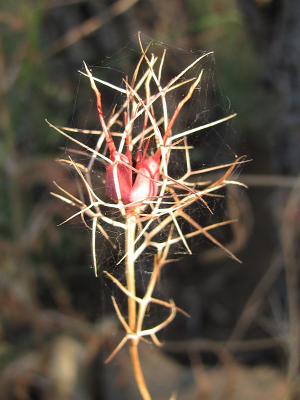 Image of Nigella elata specimen.