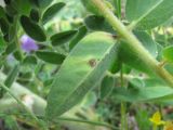 Astragalus maximus. Часть листа с поражениями (вид снизу). Кабардино-Балкария, Эльбрусский р-н, окр. с. Нейтрино, ок. 1900 м н.у.м., каменистый склон. 08.07.2020.