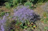 Limonium scoparium. Цветущее растение. Астраханская обл., Лиманский р-н, окр. с. Воскресеновка, берег ерика Семёновский банк. 20.08.2020.