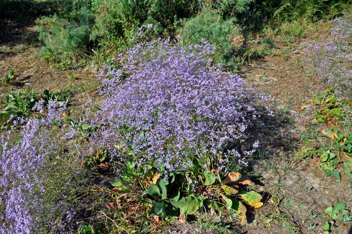 Изображение особи Limonium scoparium.