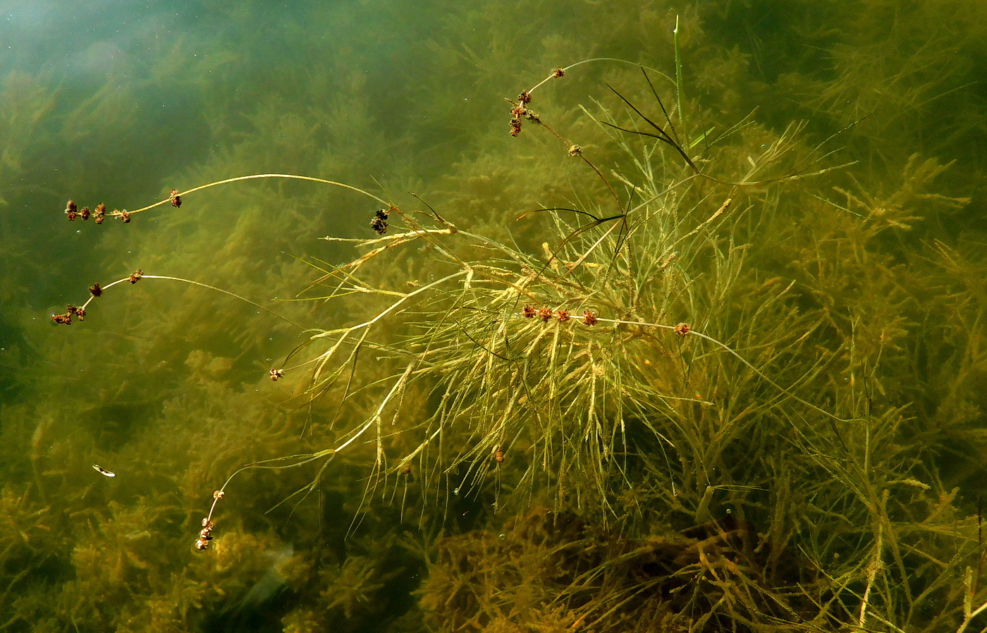 Image of Potamogeton pectinatus specimen.