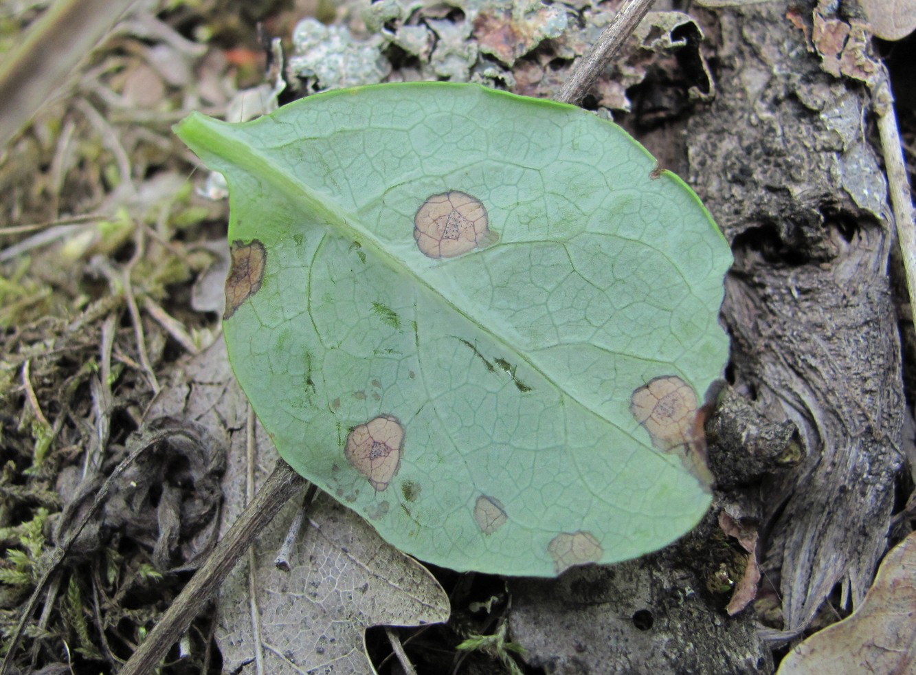 Изображение особи Lonicera caprifolium.