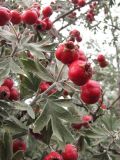 Crataegus orientalis