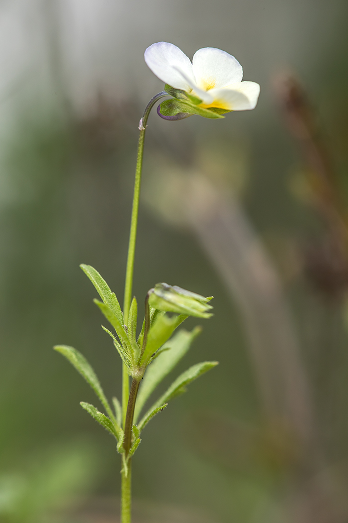 Image of Viola hymettia specimen.