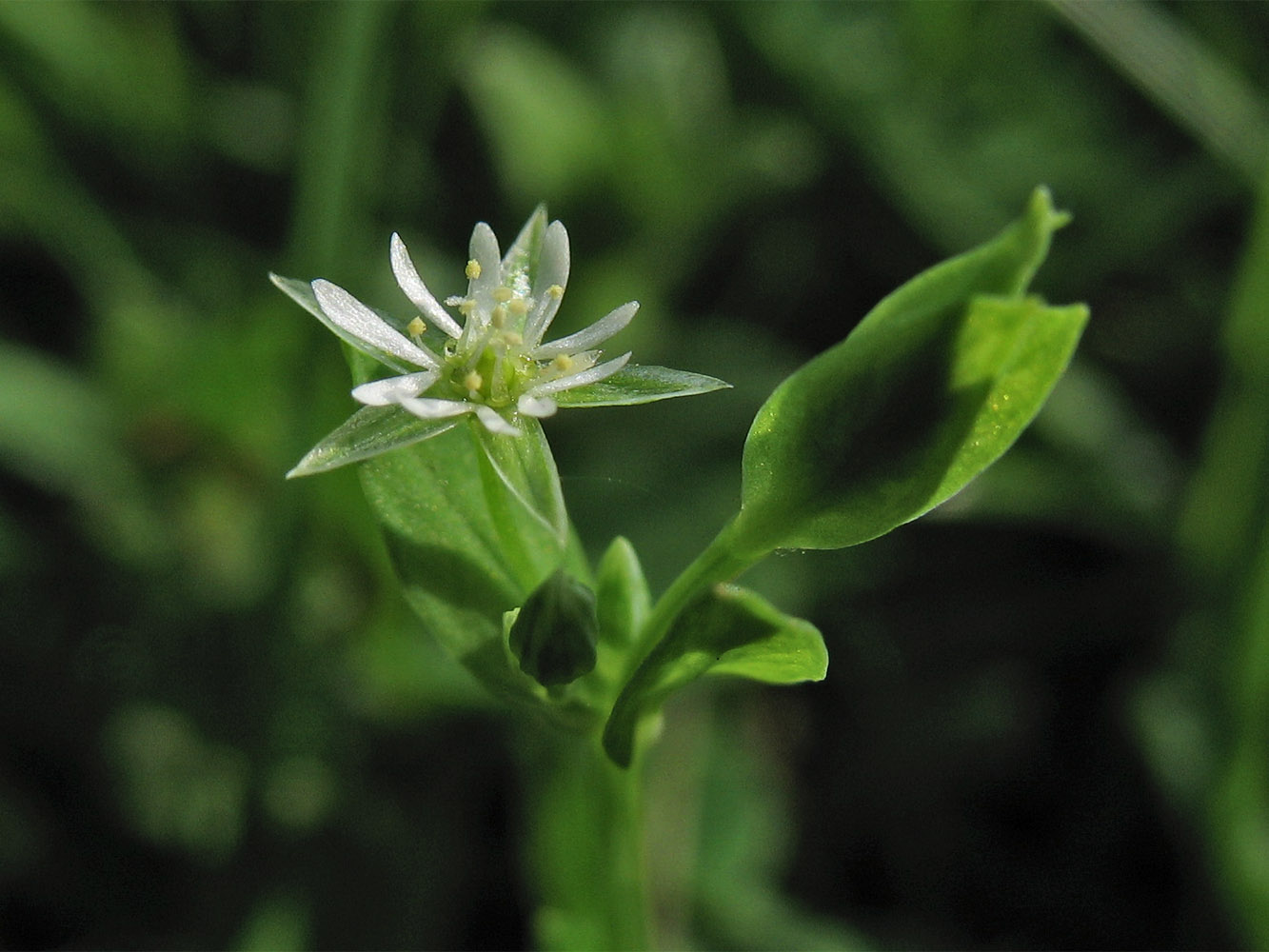 Image of Stellaria alsine specimen.