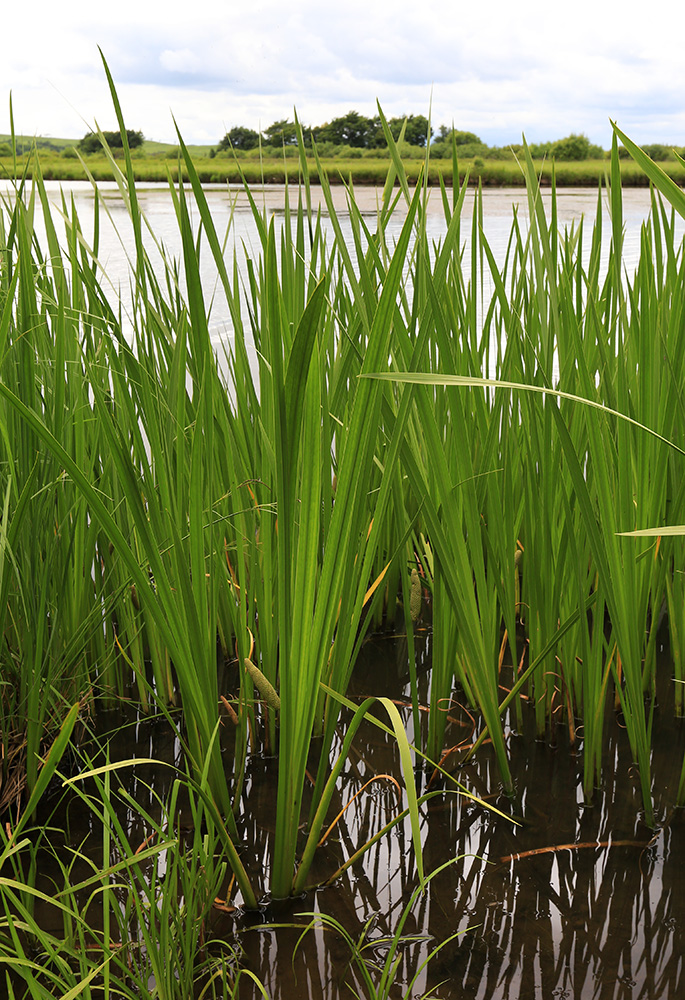 Image of Acorus calamus specimen.