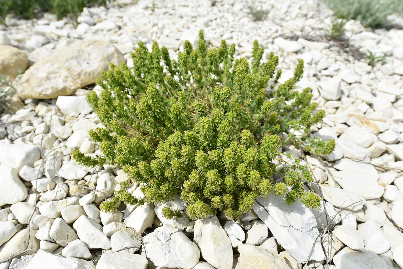 Image of Cruciata taurica specimen.