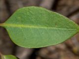 Nicotiana glauca. Лист. Греция, Эгейское море, о. Сирос, пос. Манна (Μάννα), обочина автодороги, рядом с автосервисом. 26.04.2021.