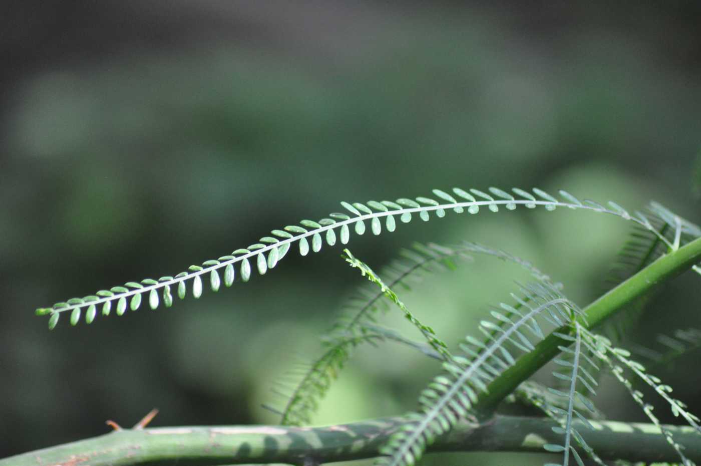 Изображение особи Parkinsonia aculeata.