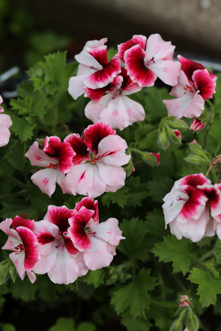 Image of Pelargonium &times; domesticum specimen.