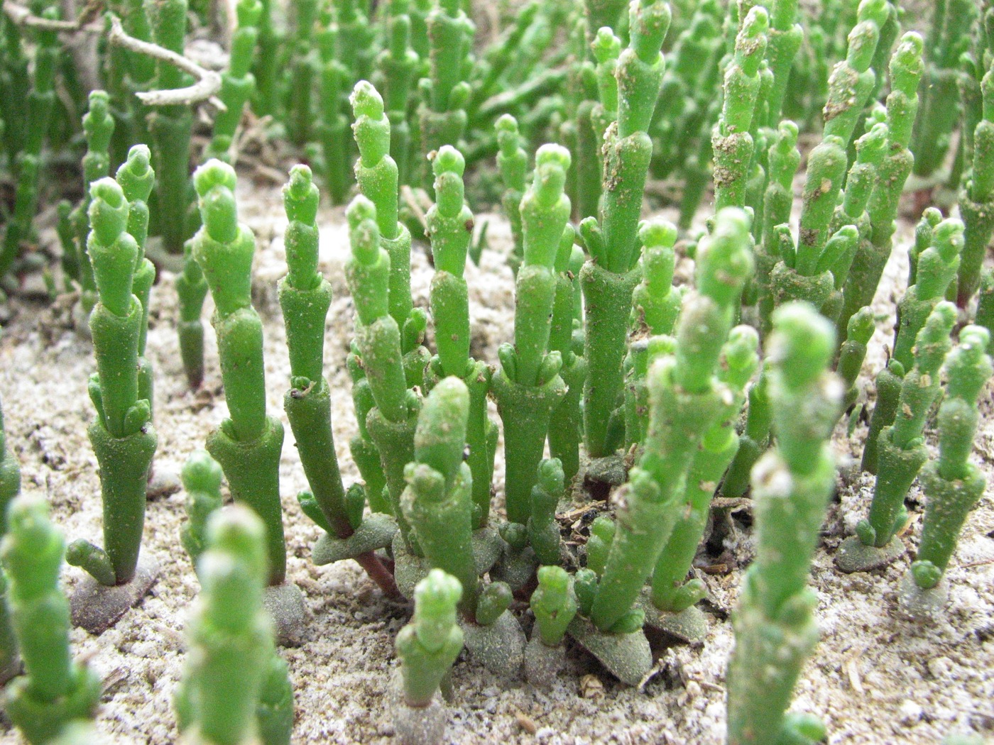 Изображение особи Salicornia perennans.