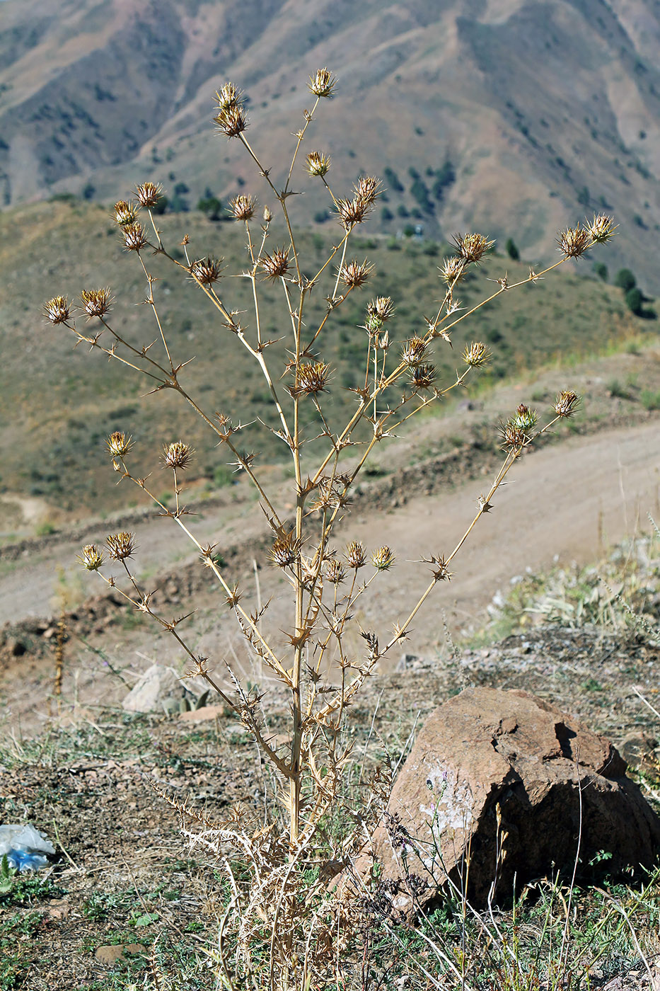 Image of Cousinia angreni specimen.