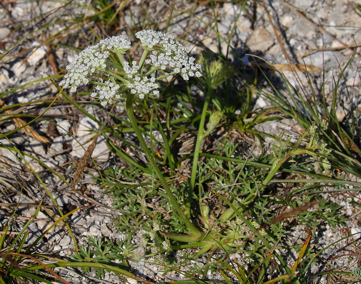 Изображение особи семейство Apiaceae.