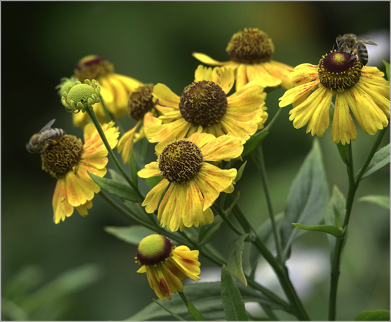 Изображение особи Helenium autumnale.