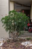 Jatropha multifida