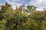 Persea americana. Кроны зацветающих растений. Израиль, лес Бен-Шемен. 20.04.2019.