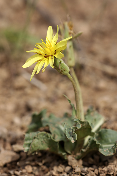 Image of genus Scorzonera specimen.