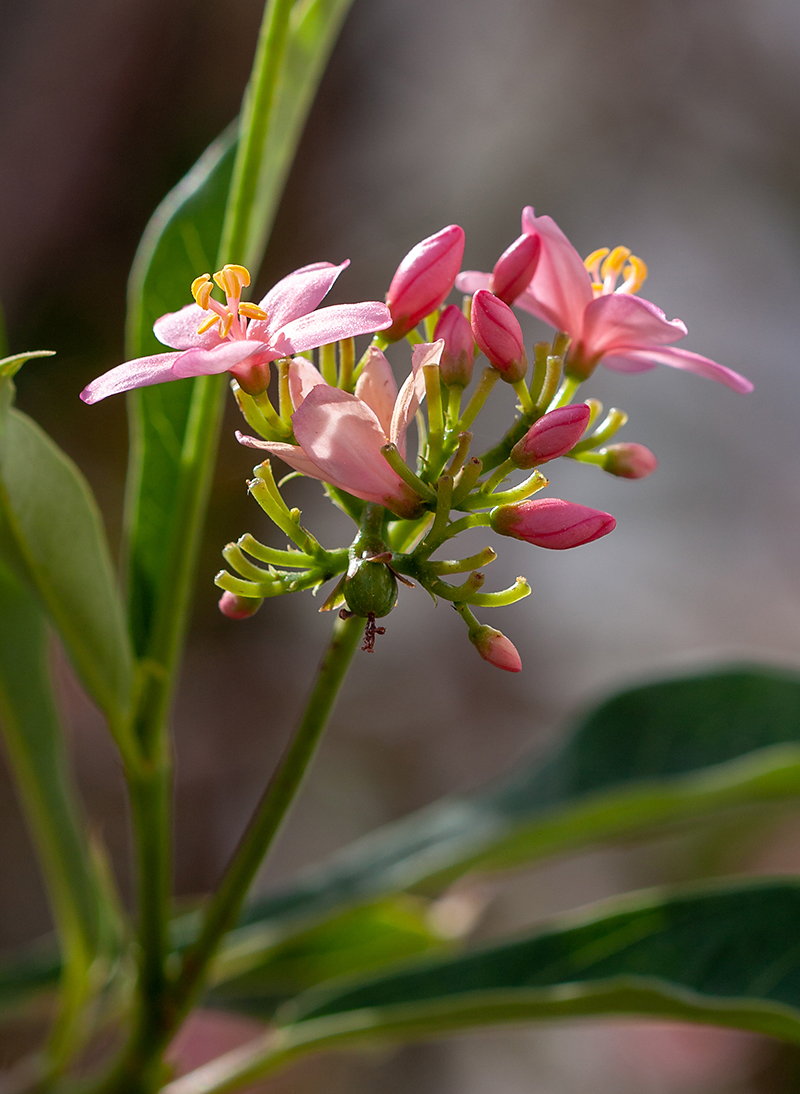 Image of Jatropha integerrima specimen.