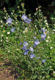 Cichorium intybus