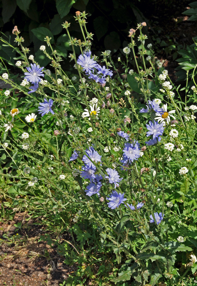 Image of Cichorium intybus specimen.