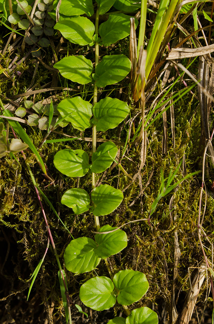 Image of Lysimachia nummularia specimen.