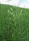 Ornithogalum ponticum