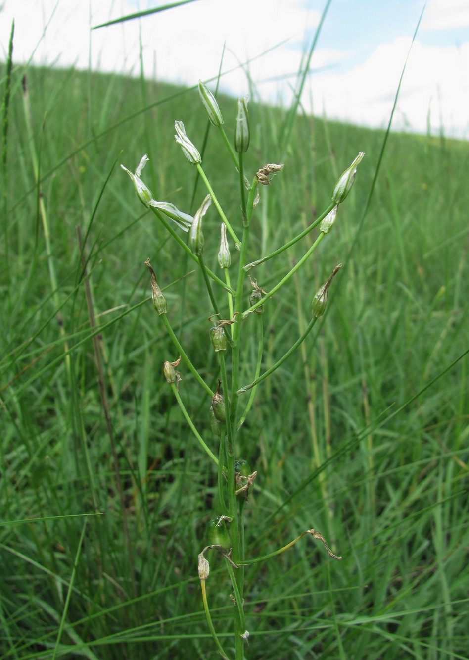 Image of Ornithogalum ponticum specimen.