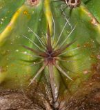 Ferocactus robustus