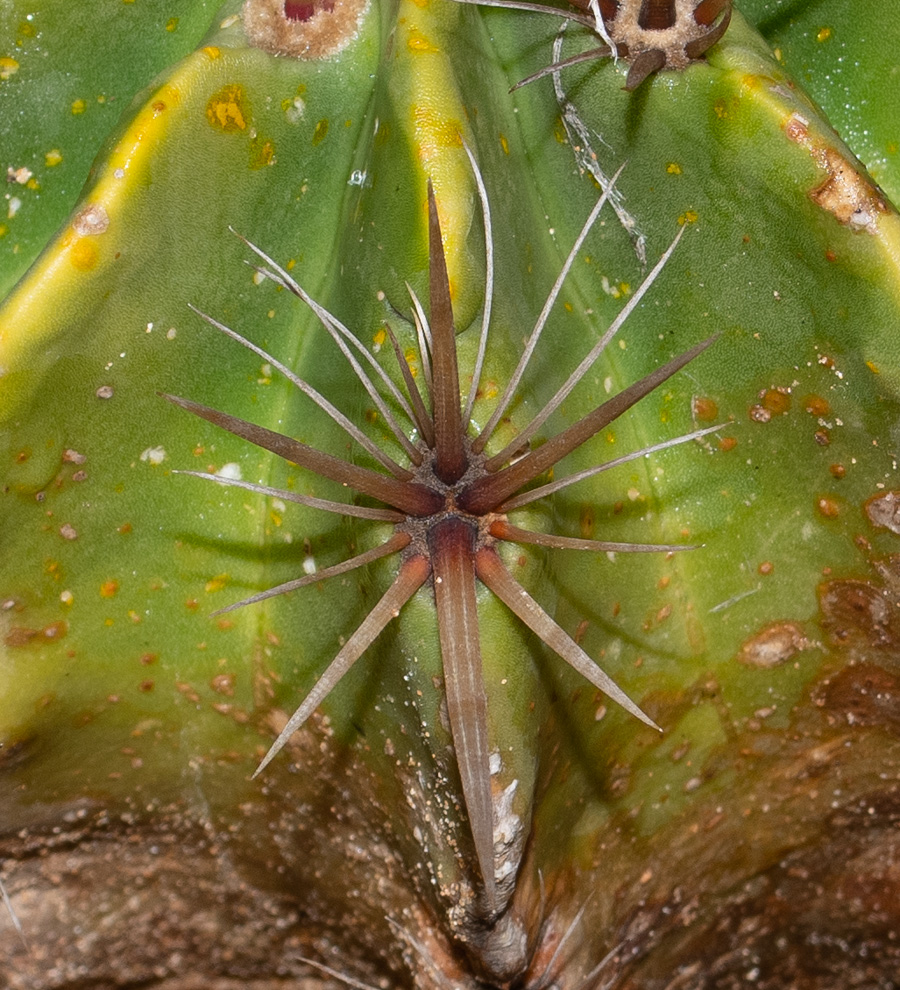 Image of Ferocactus robustus specimen.