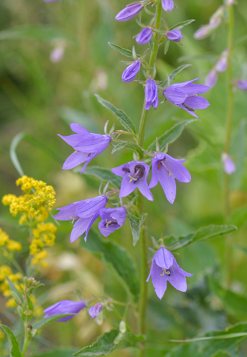 Image of Campanula rapunculoides specimen.