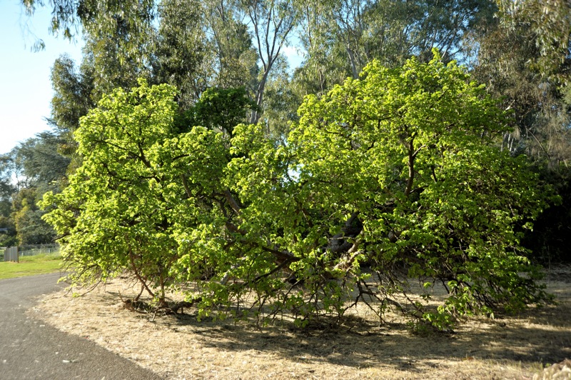 Image of Morus alba specimen.