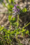 Corydalis conorhiza. Верхушка цветущего растения. Краснодарский край, Кавказский биосферный заповедник, окр. пер. Аишха, субальпийский луг. 20.07.2021.