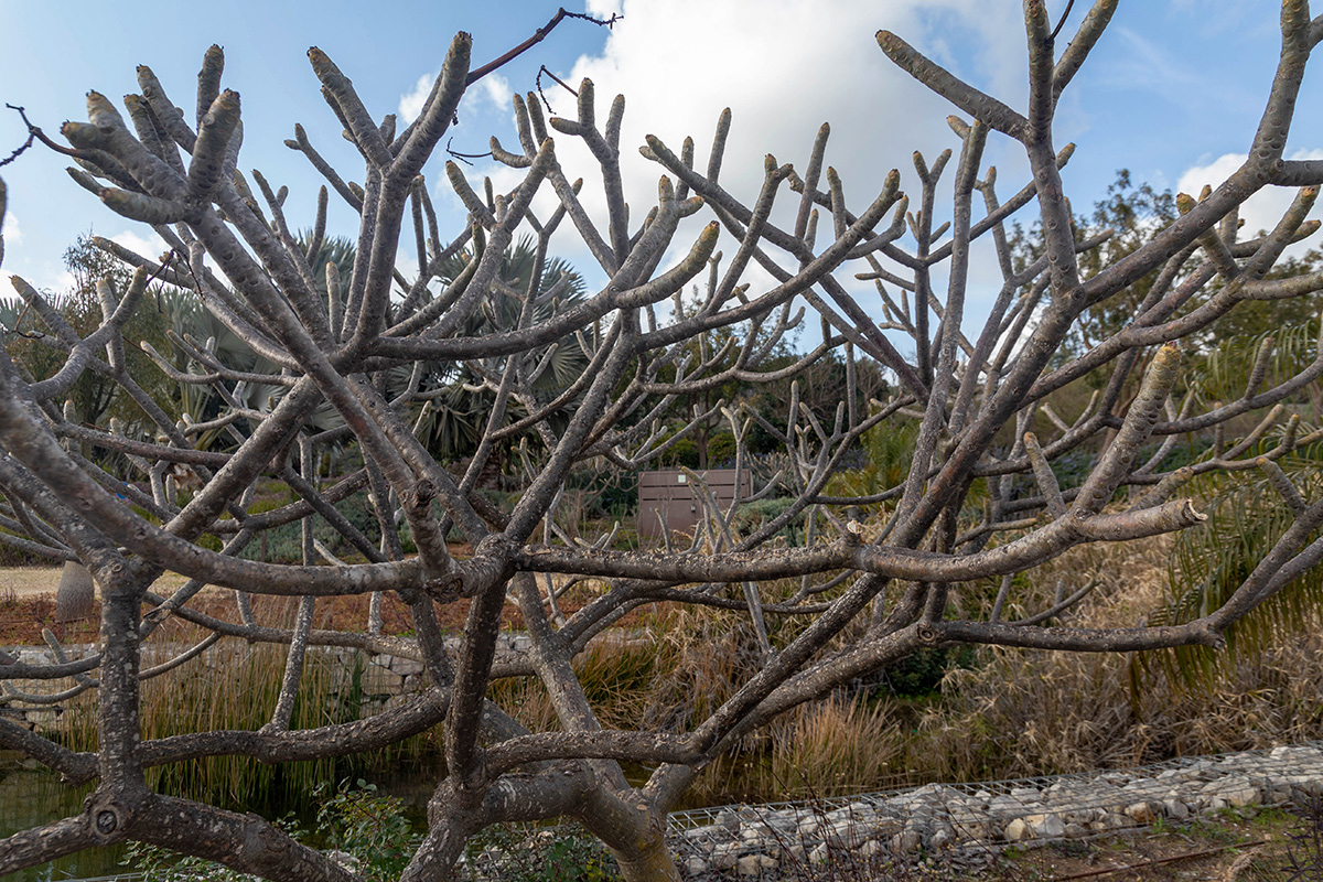 Image of genus Plumeria specimen.