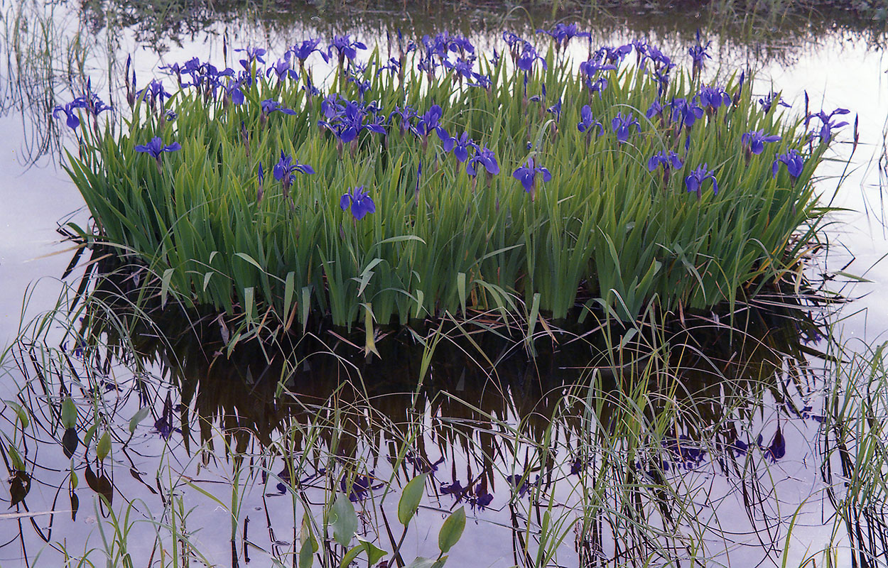 Изображение особи Iris laevigata.