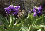 Primula latifolia. Верхушки растений с соцветиями и прошлогоднее соплодие. Испания, автономное сообщество Каталония, провинция Жирона, комарка Рипольес, муниципалитет Сеткасес, окр. курорта \"Вальтер 2000\", ≈2200 м н.у.м., нижняя часть осыпи, между камней. 15.05.2022.